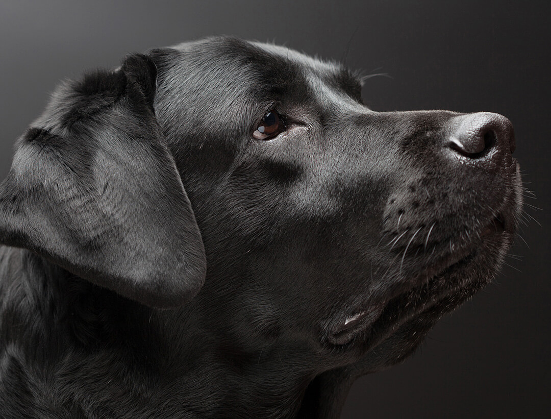 about-carolina-animal-eye-labrador-dog about carolina animal eye labrador dog