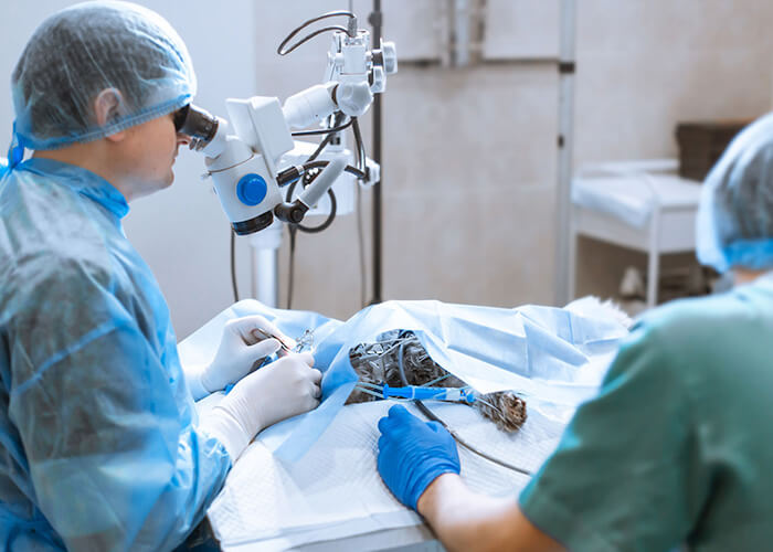 vet performing eyelid surgery
