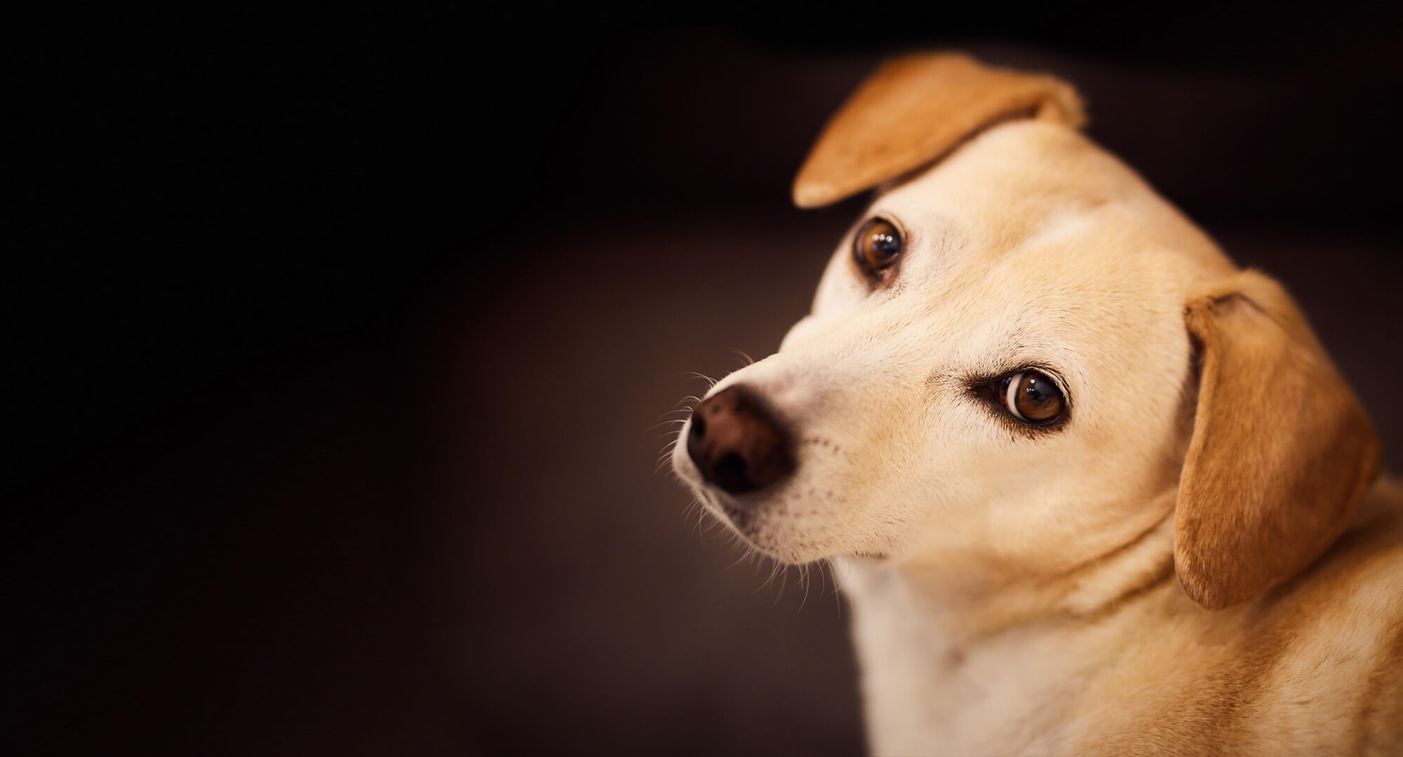 A dog looking back