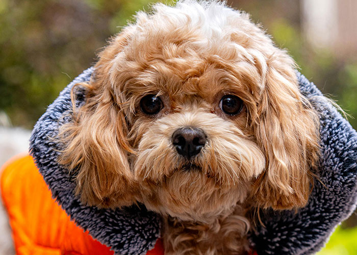OFA-Companion-Animal-Eye-Registry-Exam-Services