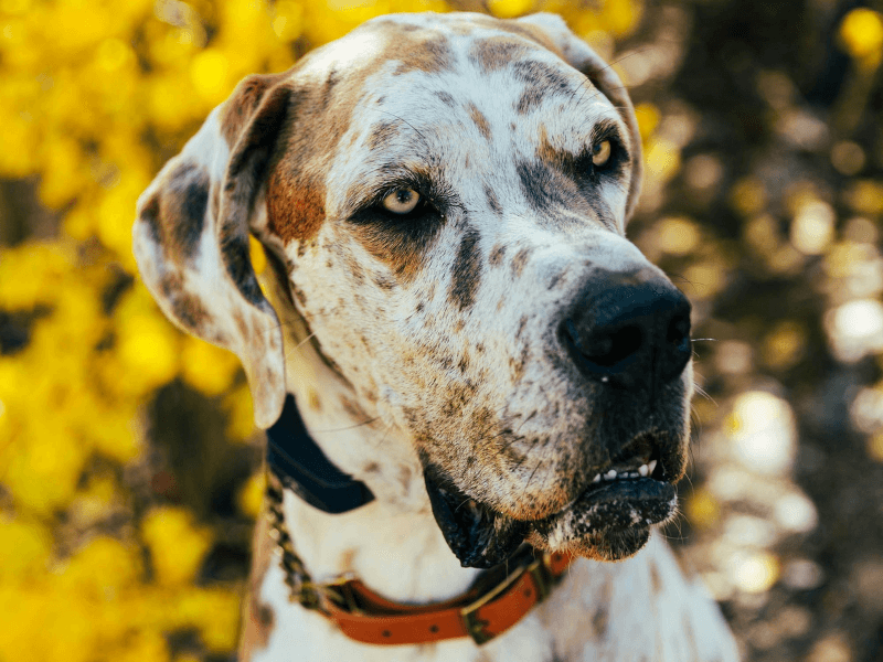 about-carolina-animal-eye-labrador-dog about carolina animal eye labrador dog