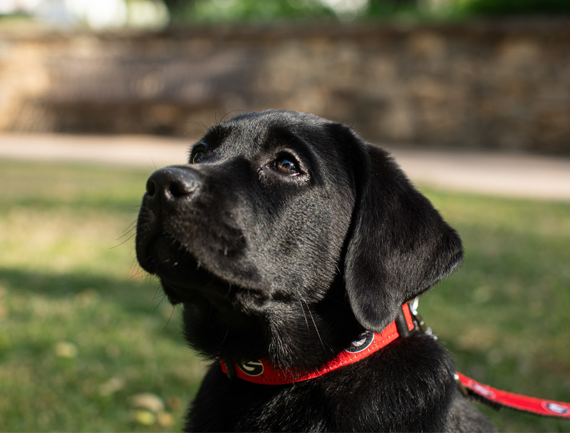 A black pup looking up at sky in green field.
