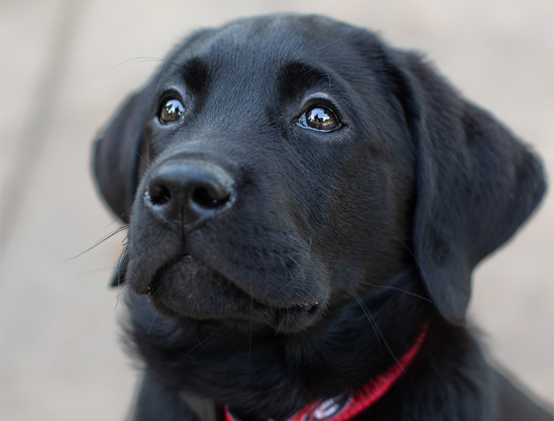 A black pup looking up at sky.