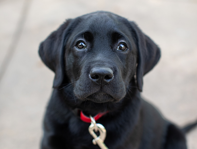 about-carolina-animal-eye-labrador-dog about carolina animal eye labrador dog