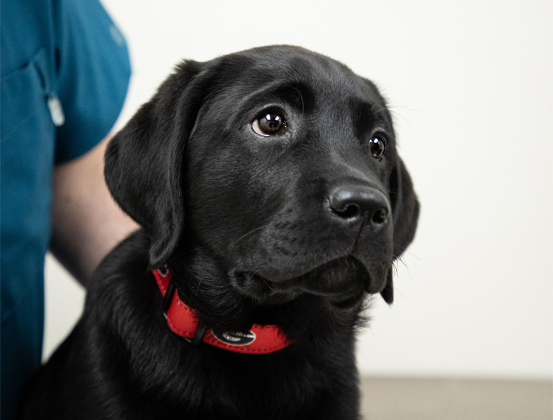 A black pup