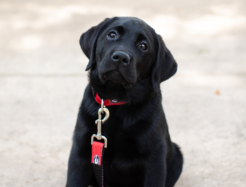 about-carolina-animal-eye-labrador-dog about carolina animal eye labrador dog