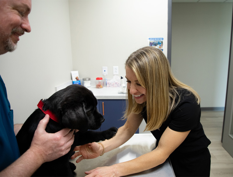 staff-1 Our Staff examining a black puppy