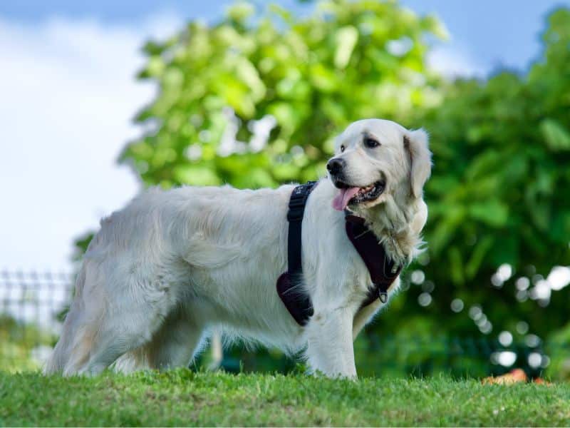 A white dog stands on a bright green field
